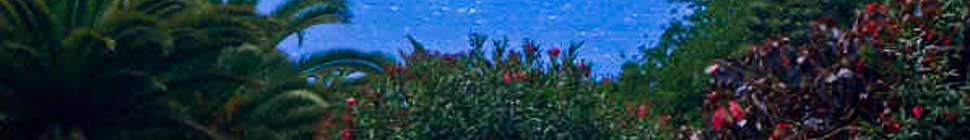 The Cunning Canary header image 5