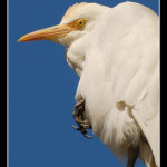 Cattle Egret Cattle Egret - Photo by Umang Dutt