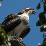 Osprey Osprey