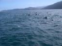 Dolphins