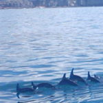 Dolphin Trips Gran Canaria - What to Expect