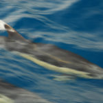 Dolphins in Gran Canaria