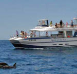 Dolphin Trip in Gran Canaria