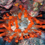 Scuba Diving Information