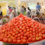 Tomatoes at the Market